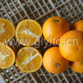 Chino Exportado Estándar Fresco Valencia Naranja
